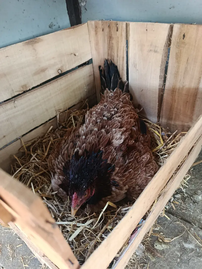 Aseel hen kruck murgi broody hen — photo 5