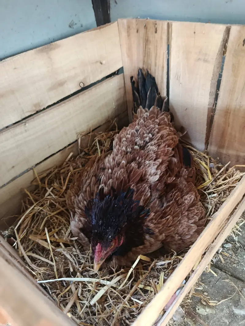 Aseel hen kruck murgi broody hen — photo 6