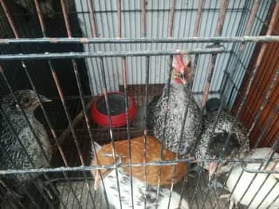 Golden Misiri Chicks For Sale