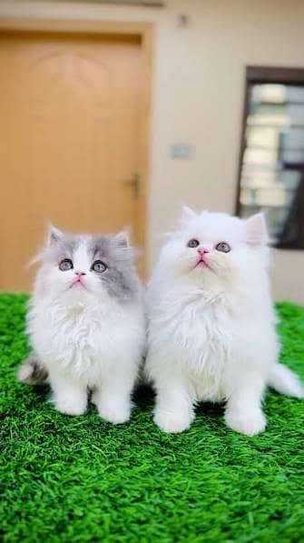 Persian kittens whatapp//0320 //7093//727. . . . .
