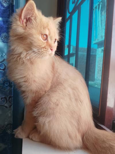 persian Cat