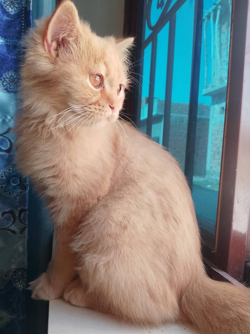 persian Cat 0