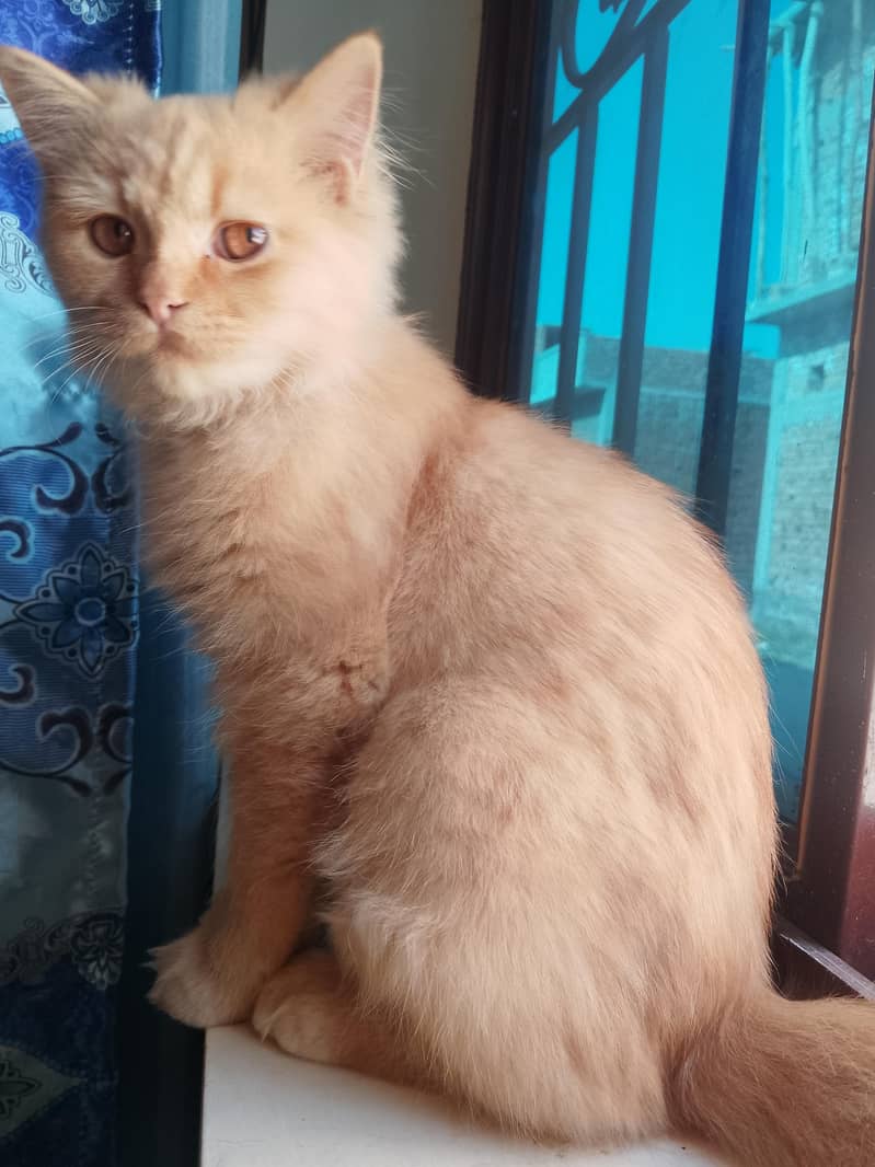 persian Cat 1