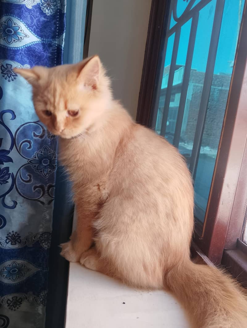 persian Cat 2
