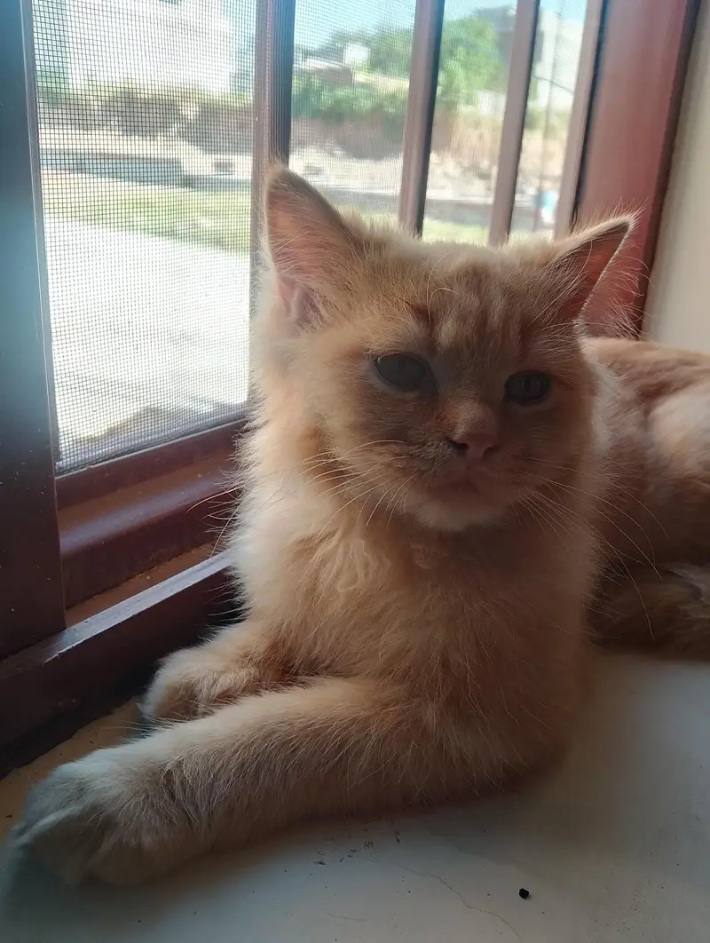 persian Cat — photo 4