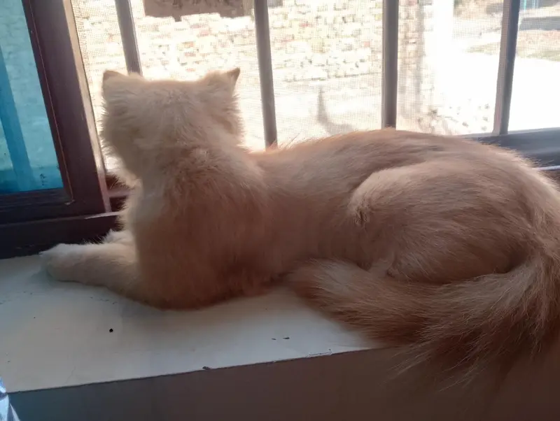 persian Cat — photo 5