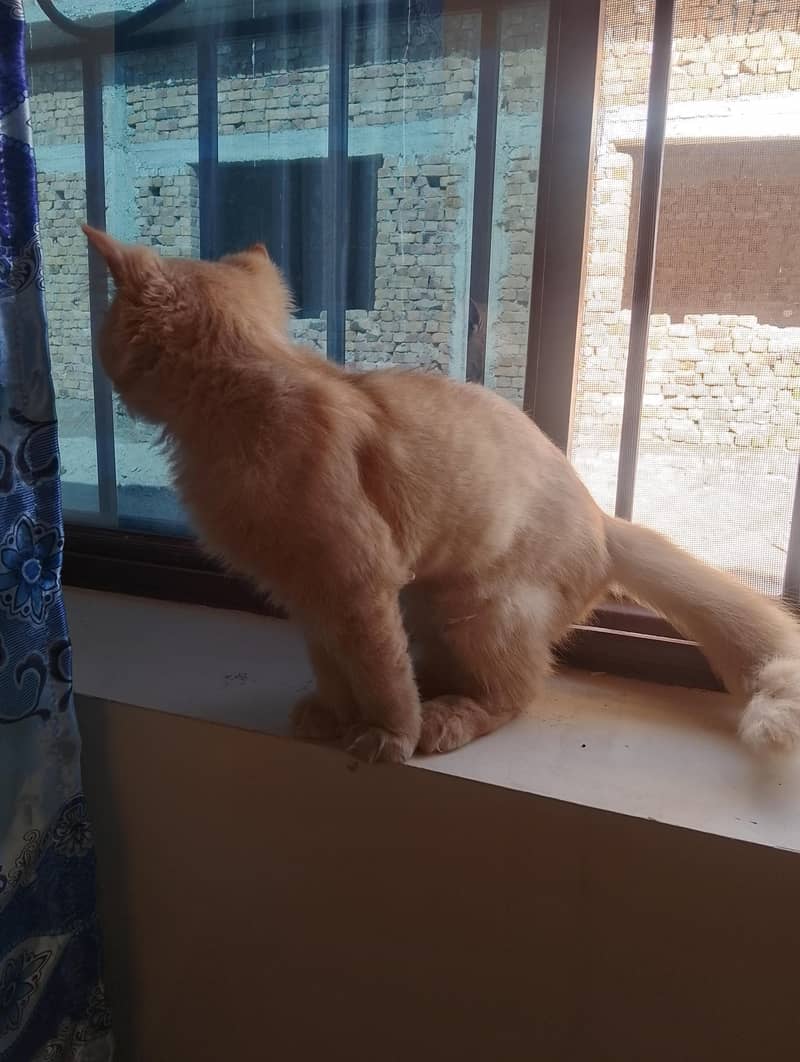 persian Cat 5