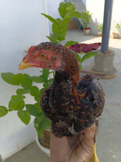 ASEEL SINDHI CHIKS