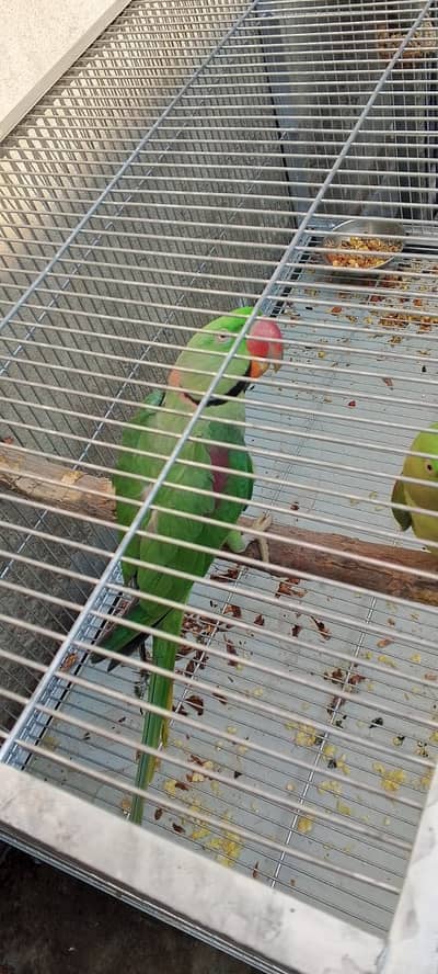 Green breader male ha or talking on mood
