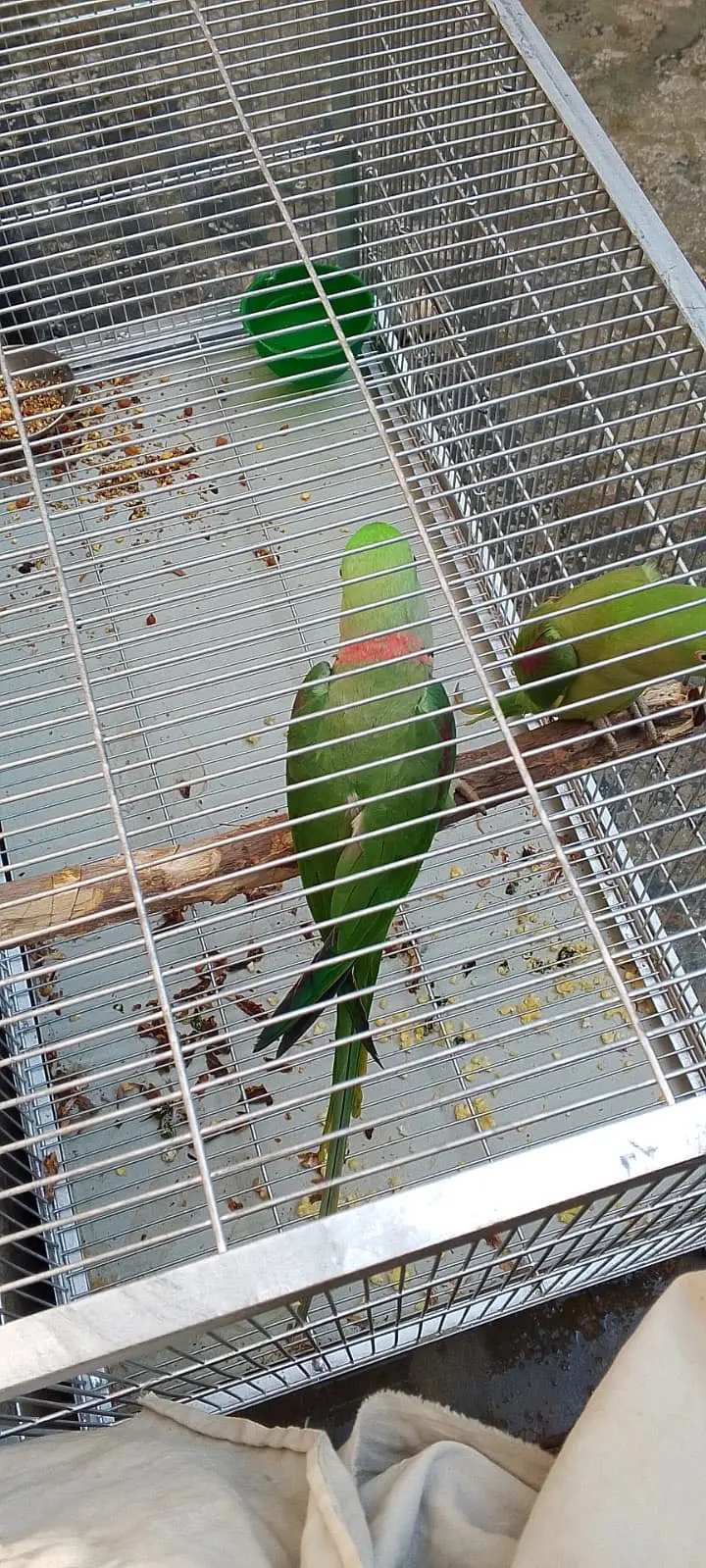Green breader male ha or talking on mood — photo 2