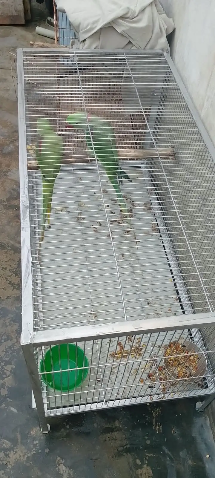 Green breader male ha or talking on mood — photo 4