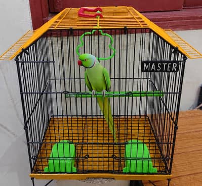 green parrot