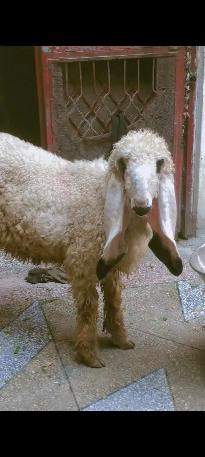 kajla croos ha Buhat achi cheez ha rahkne wali  zaroat ha bass