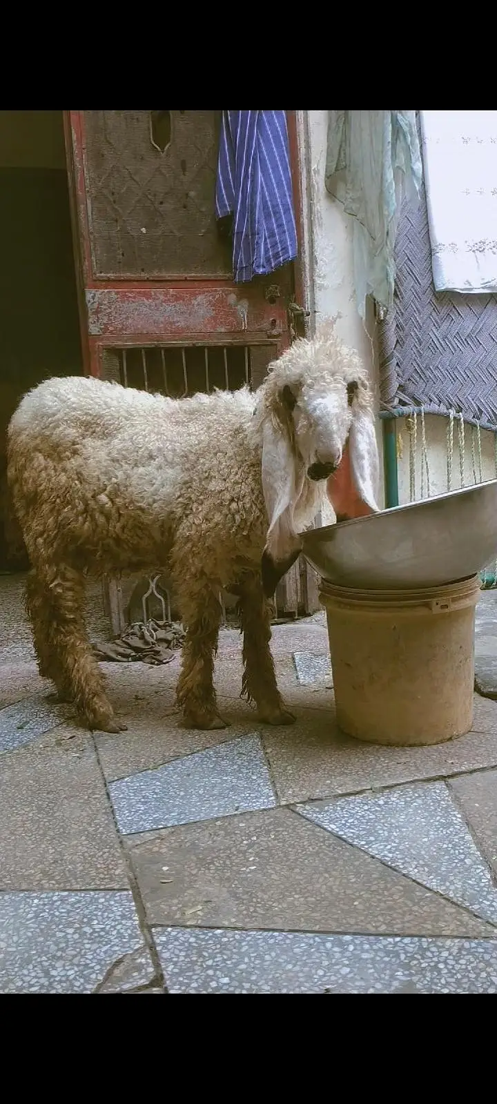 kajla croos ha Buhat achi cheez ha rahkne wali  zaroat ha bass — photo 2
