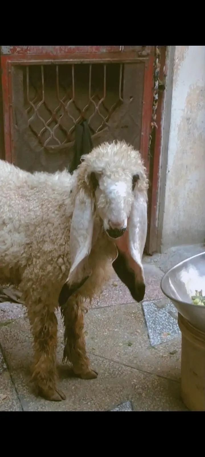 kajla croos ha Buhat achi cheez ha rahkne wali  zaroat ha bass — photo 3