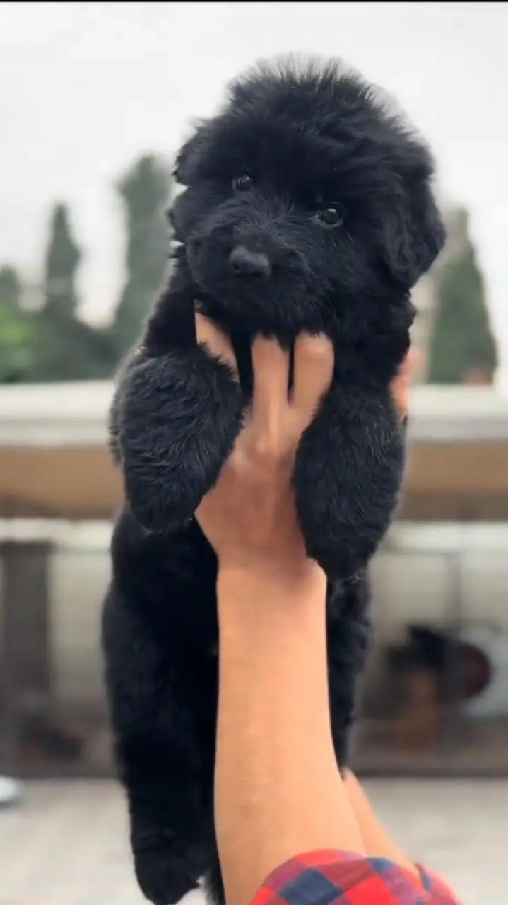 German Shepherd long coat puppy black German for sale — photo 2