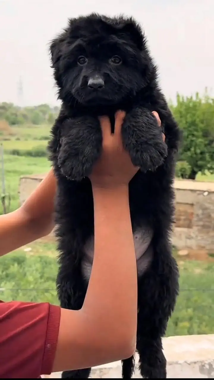 German Shepherd long coat puppy black German for sale — photo 3