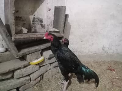 Aseel pure Mushka young pair for sale