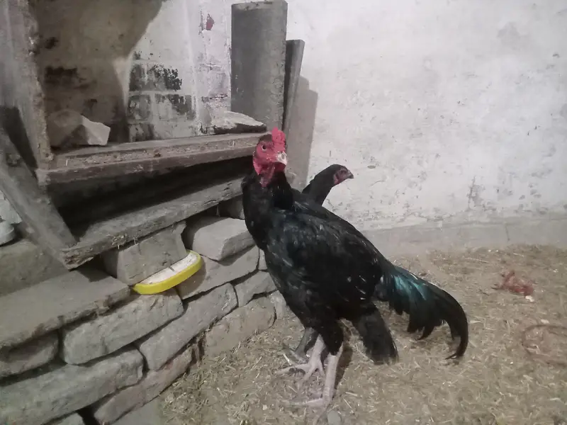 Aseel pure Mushka  pair for sale — photo 2