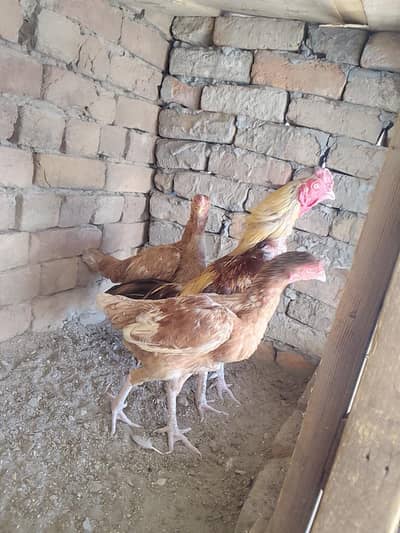 Aseel murga or 2 murgi for sale hai