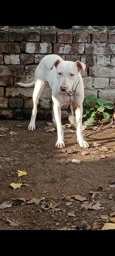 gultair female for sale