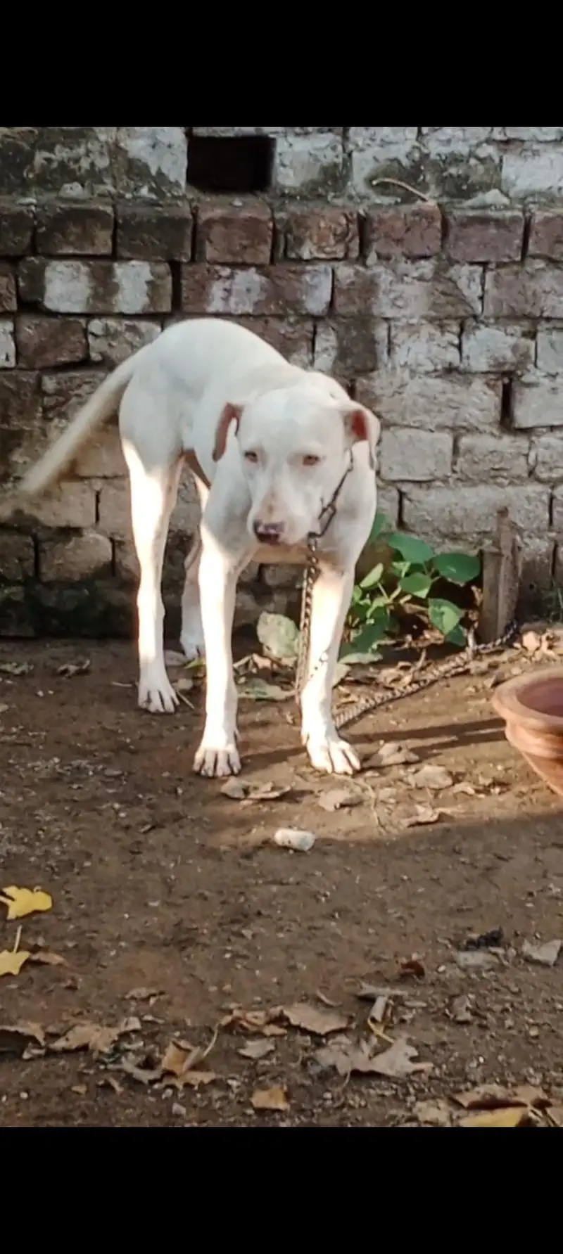 gultair female for sale — photo 2