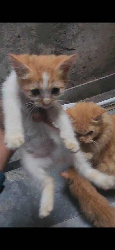 pershion cat babies