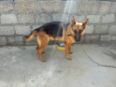 German shepherd