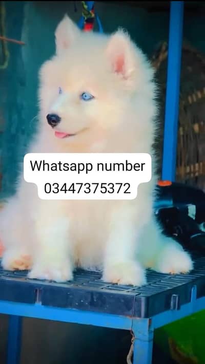 Siberian husky fore sale
