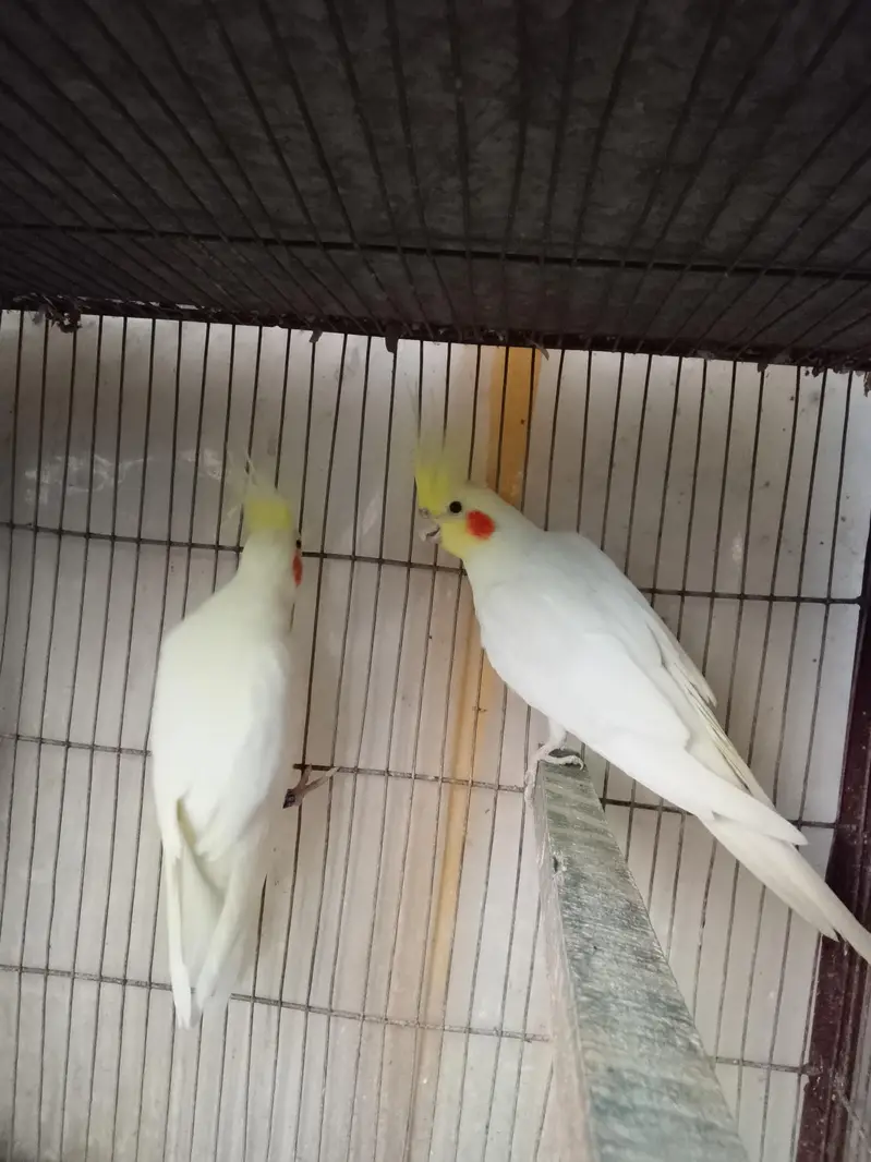 Cream Cocktail Fully Adult Pair — photo 2