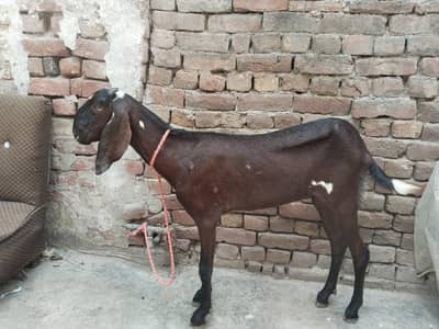 beetal bakri
