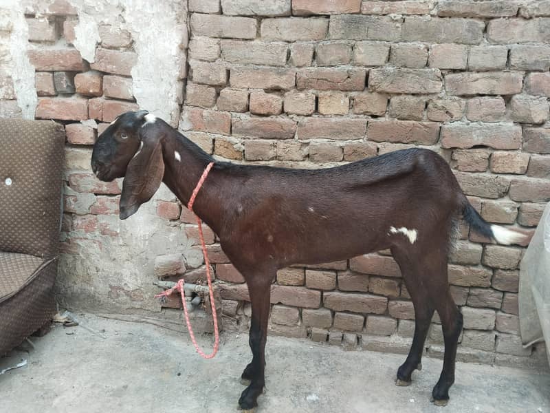 beetal bakri 0