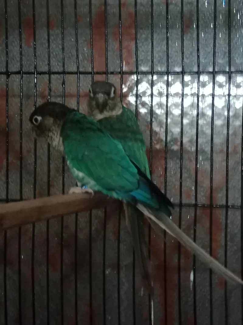conoure blue torquise wfwc — photo 2
