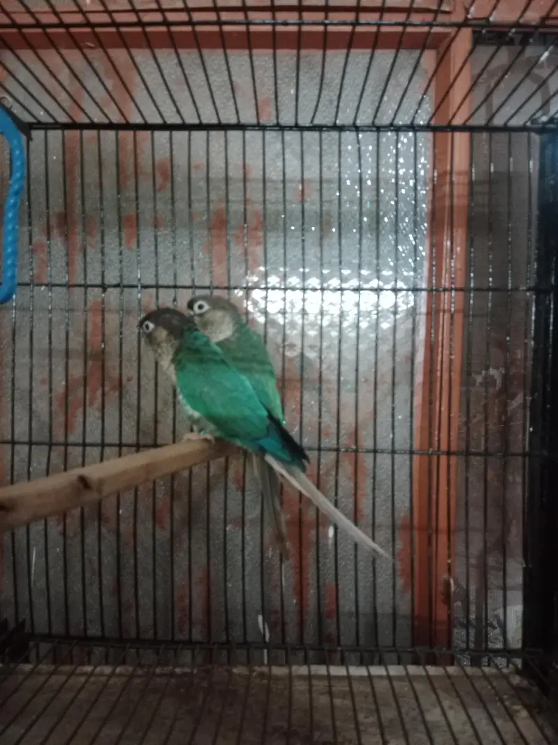 conoure blue torquise wfwc — photo 4