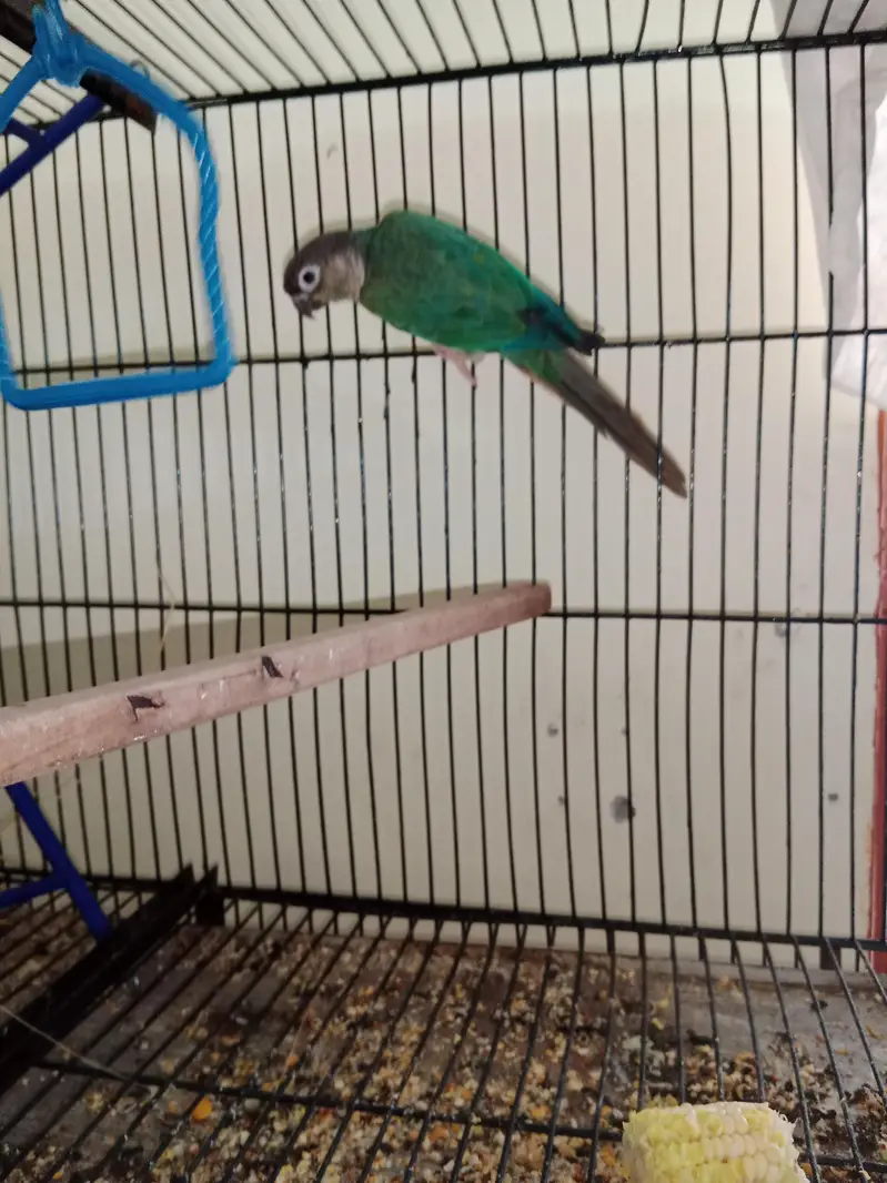 conoure blue torquise wfwc — photo 10