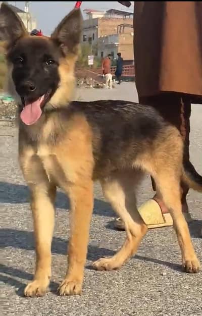 German shepherd   Female Single Coat Female  Gsd for sale