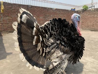 Turkey