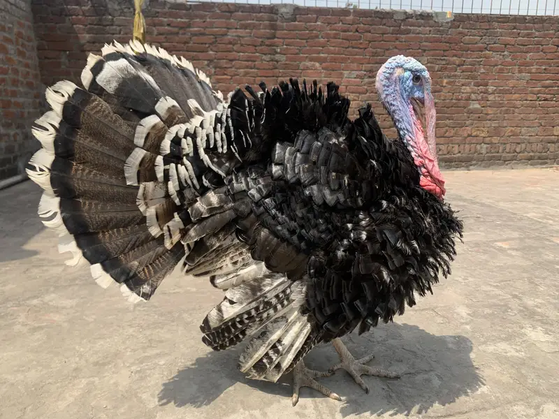Turkey — photo 2