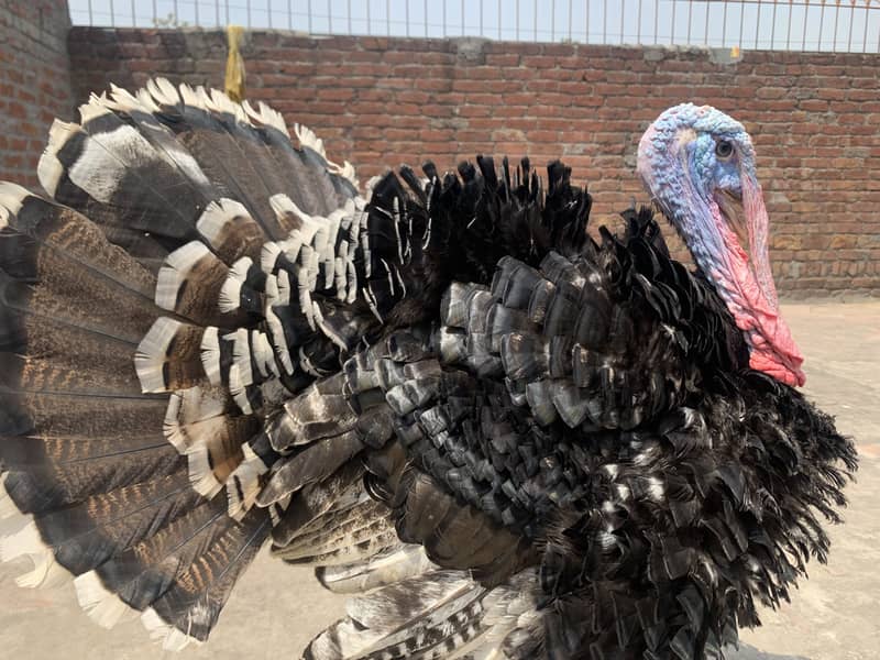 Turkey 2