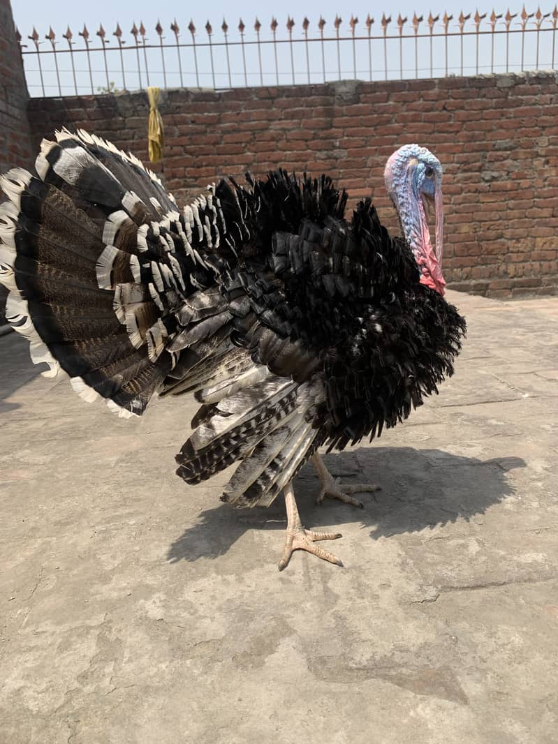 Turkey 3