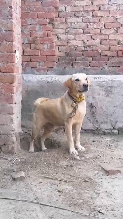 Labrador American lab good health
