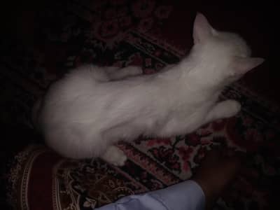 Selling Persian kitty