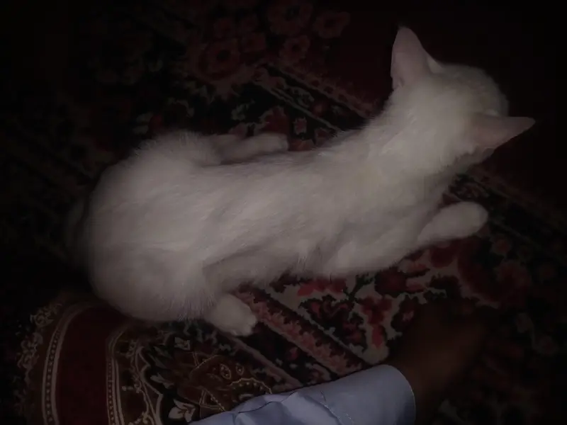 Beautiful femaile Persian Cat for Sale – Doll Face,