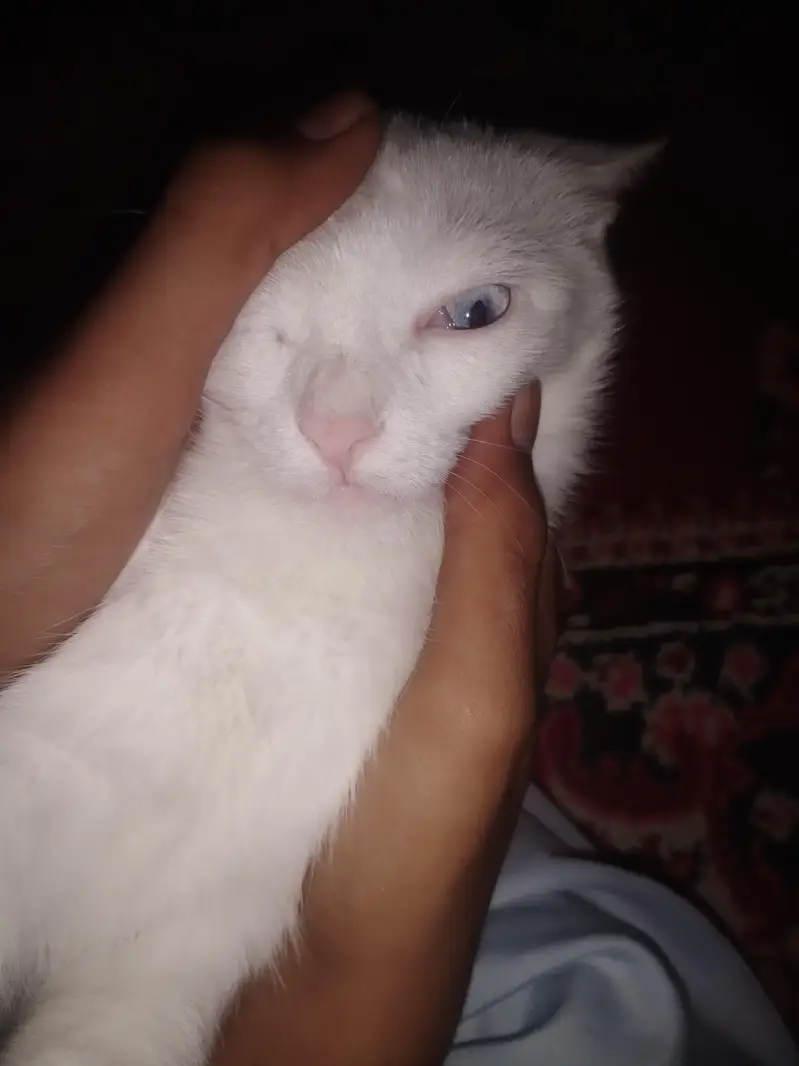 Beautiful femaile Persian Cat for Sale – Doll Face, — photo 3