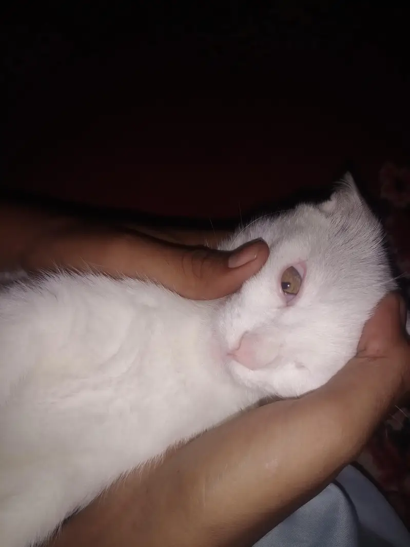 Beautiful femaile Persian Cat for Sale – Doll Face, — photo 4