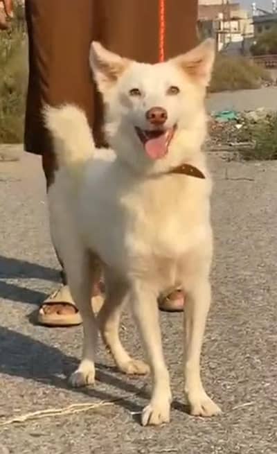 Russian Dogs Russian dog | Russian Male |Russian breeder male | Russia