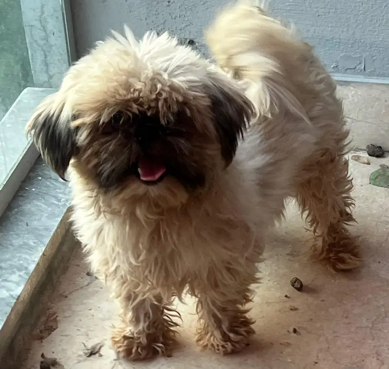 shitzu female dog — photo 2