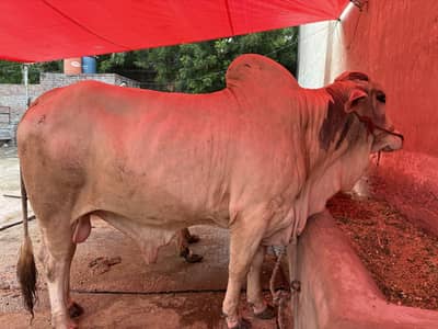 Qurbani 2027