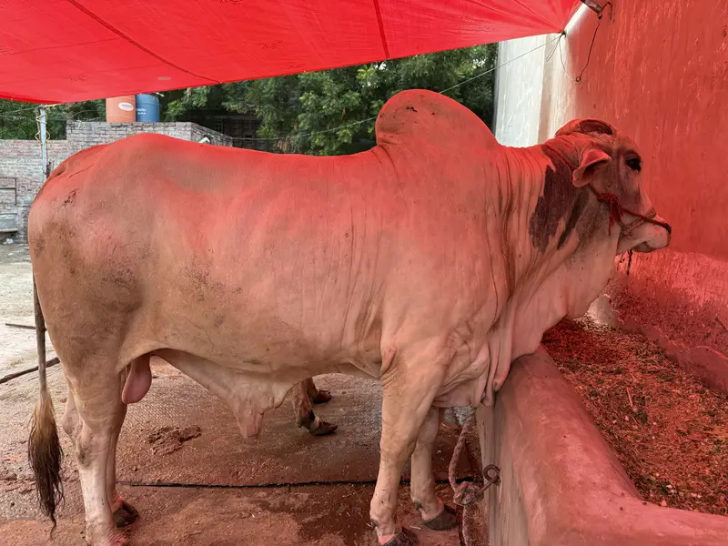 Qurbani 2027