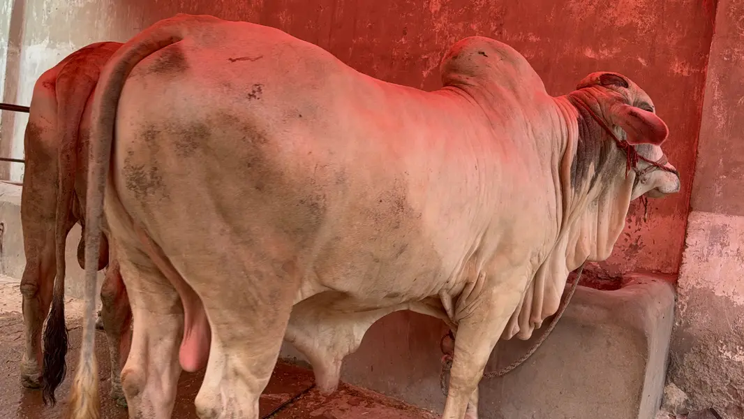 Qurbani 2027 — photo 2